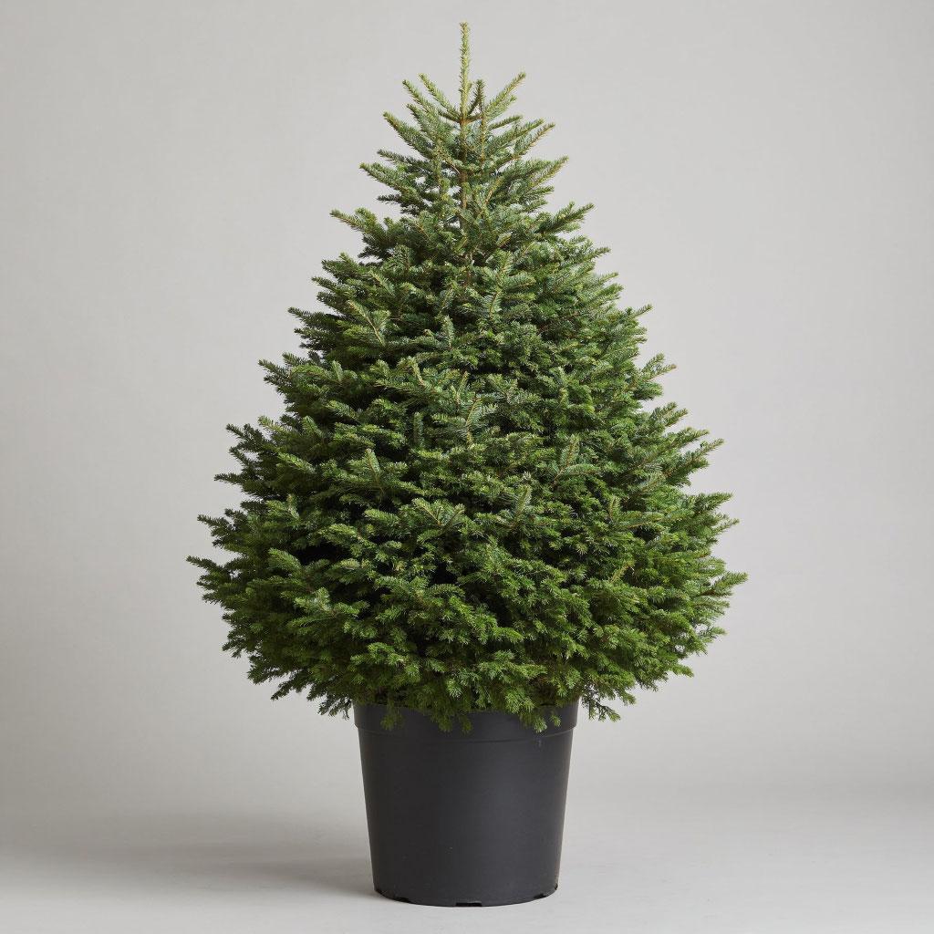 Ель Канадская Коника в горшке
