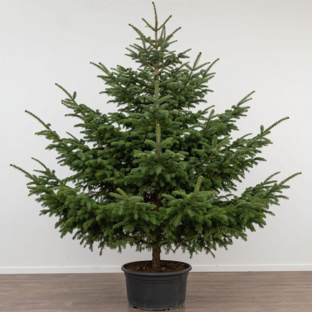 Пихта Сибирская в горшке